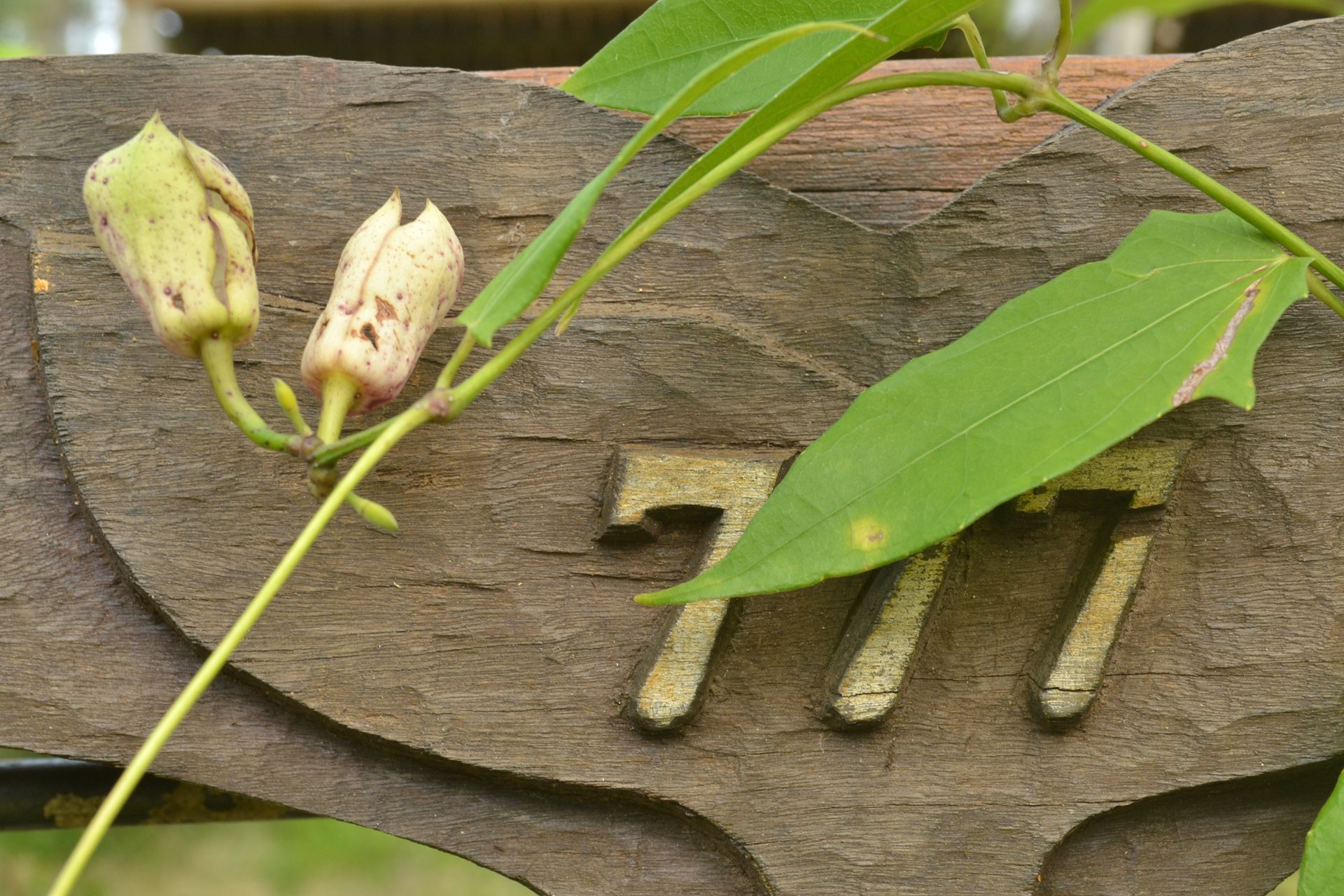 projeto-canela-sassafras-engenharia-saudavel-by-fernando-facchin